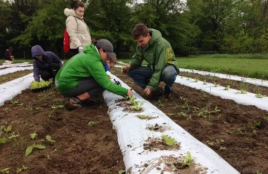 Down to Earth Food Co-op farm