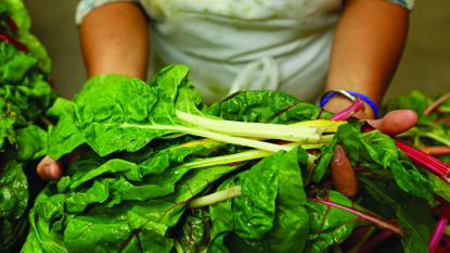 hands holding chard