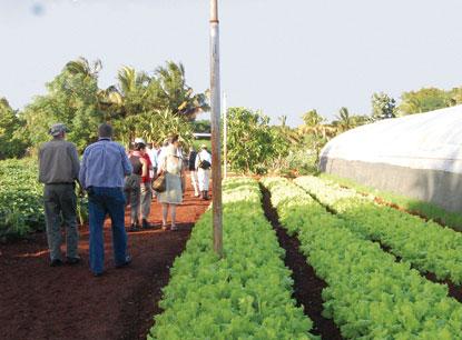 people looking at a field of greens